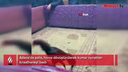 Yer: Adana! Polisler oyuncu gibi girdi, horoz dövüşüne suçüstü yaptı