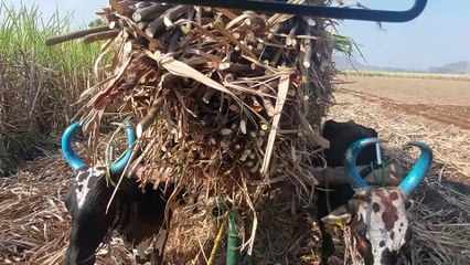Sugarcane load bullock cart / sugarcane cutting by hand and travelling by bull in India