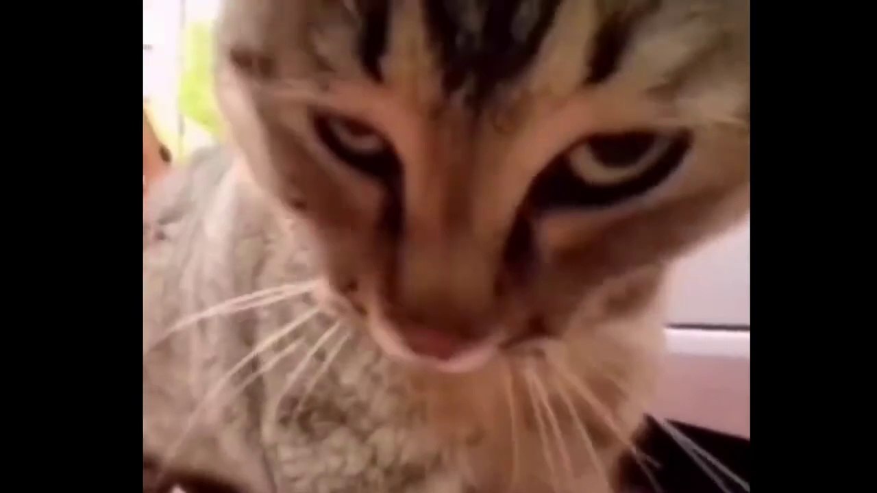 TRY NOT TO LAUGH!!!The funniest videos from around the world! The freshest funny memes!
