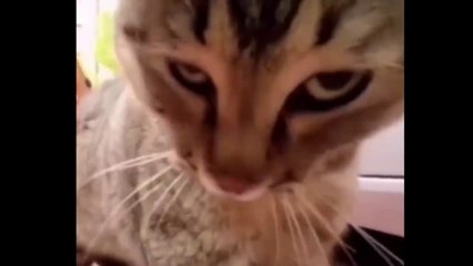 TRY NOT TO LAUGH!!!The funniest videos from around the world! The freshest funny memes!