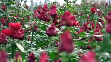 Adana'da eken servete kondu, 1 dönümden 8 bin adet: Tanesi 7,5 TL!