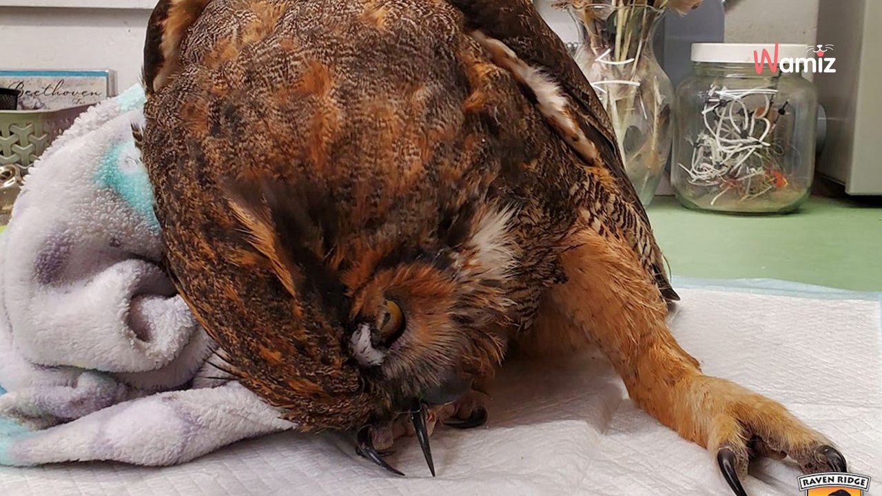 Le chien renifle un tas de feuilles avec insistance : il y a quelqu'un à l’intérieur !