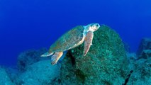 Deniz kaplumbağaları artık yapay zekayla korunuyor