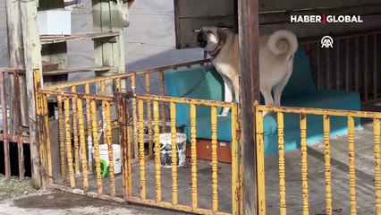  Karabük'te katliam... Çok sayıda hayvan ölü bulundu!