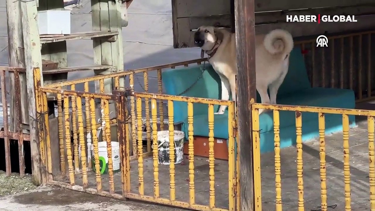  Karabük'te katliam... Çok sayıda hayvan ölü bulundu!