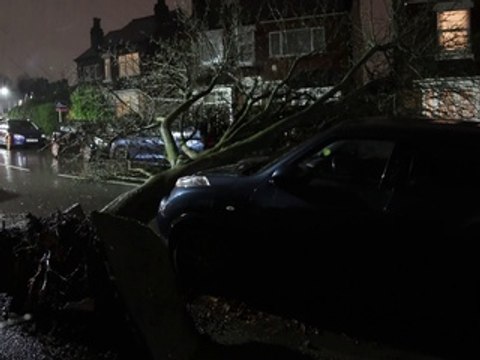 Storm Isha in Birmingham blows tree over in Selly Oak