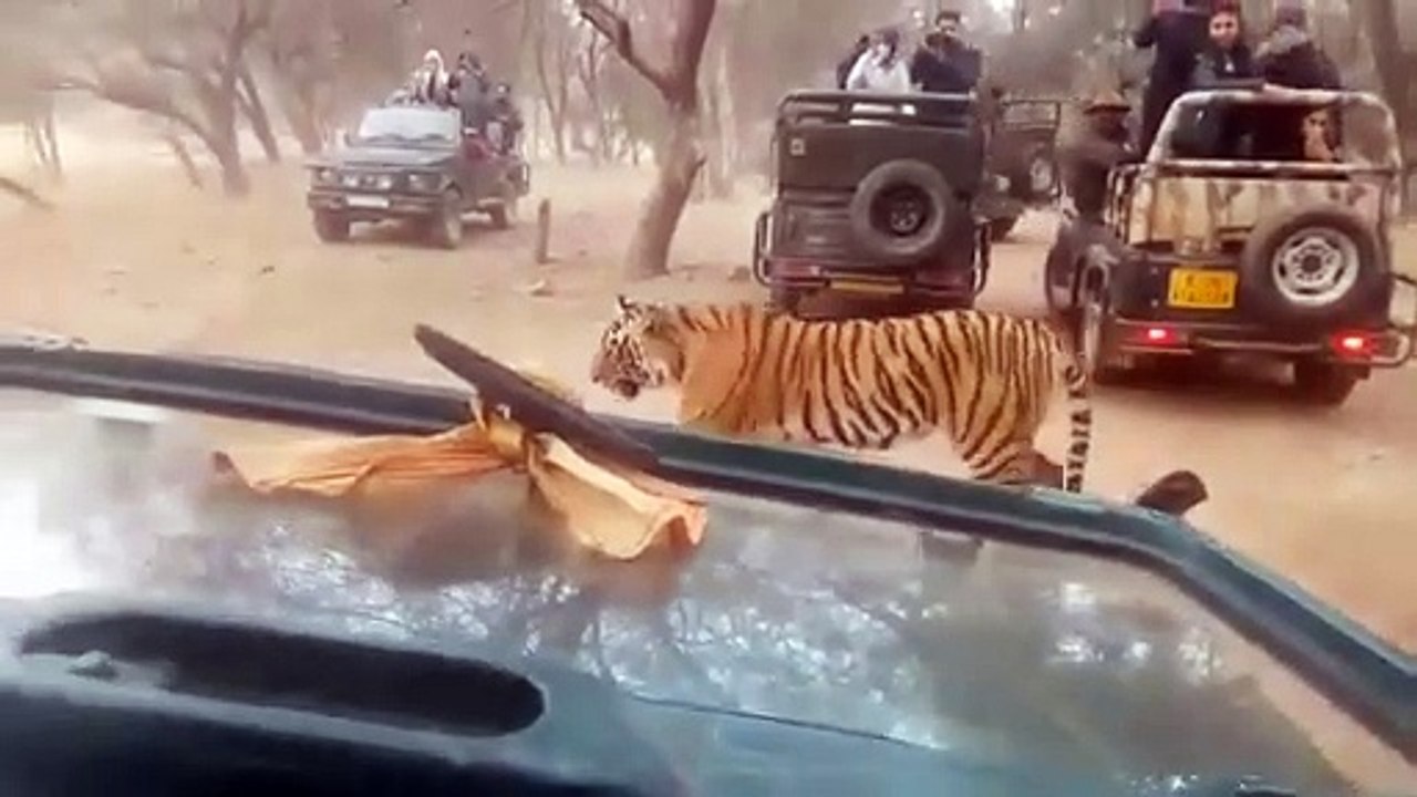 रणथंभौर सफारी के दौरान अचानक सामने आई बाघिन, 30 सेकंड का ये वीडियो देखकर खड़े हो जाएंगे रोंगटे