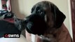 Funny moment 200lb dog meets his new sibling - a tiny kitten - for the first time