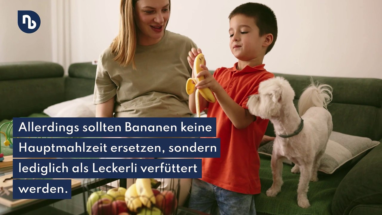 Tipps für Halter: Dürfen Hunde Bananen essen? 