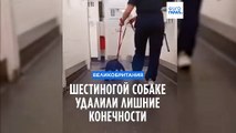 Шестилапой собаке удалили лишнюю пару конечностей