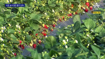 야금야금 사라진 ‘금값 딸기’…범인은 이웃