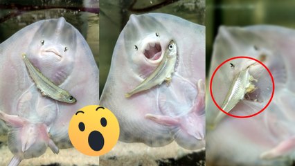 Manta Rays' Hilarious Love Dance!  || Best of Internet