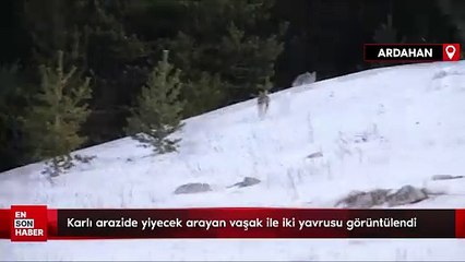 Ardahan'da yiyecek arayan vaşaklar görüntülendi