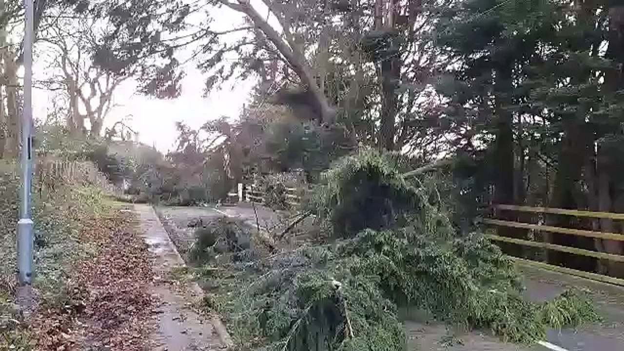 Four fallen trees Church Road, Castlereagh Hills