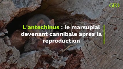 L'antechinus : le marsupial devenant cannibale après la reproduction