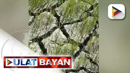 Ilang magsasaka, problemado sa pananim dahil sa El Niño