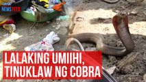 Lalaking umiihi, tinuklaw ng cobra | GMA Integrated Newsfeed