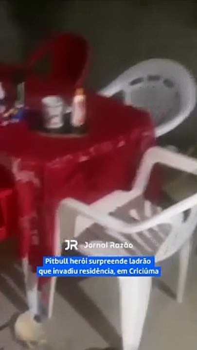 Pitbull herói surpreende ladrão que invadiu residência, em Criciúma