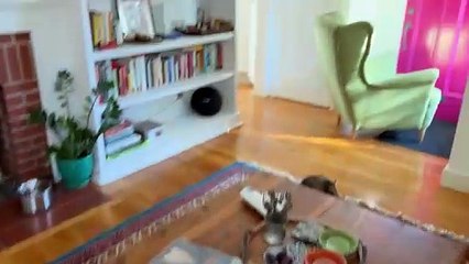 Siberian cats having fun