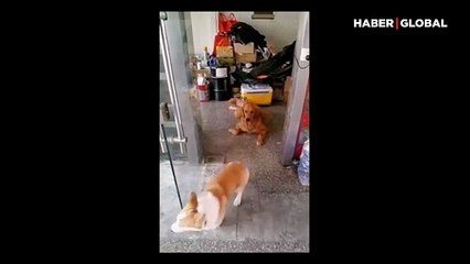 Sadece kapının arkasına geçince asabileşen köpek izleyenleri güldürdü