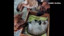 Yavrularını korumak için köpeklere güvenen kedi yürekleri ısıttı