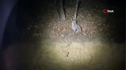 Nesli tükenmek üzere, Tokat'ta görüntülendi!