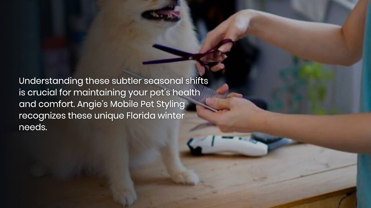 Winter Grooming with a Florida Twist: Angie’s Mobile Pet Styling
