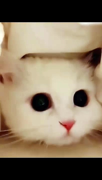 funny cat8