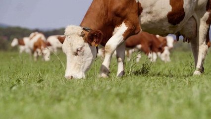 Si le comté m'était conté...