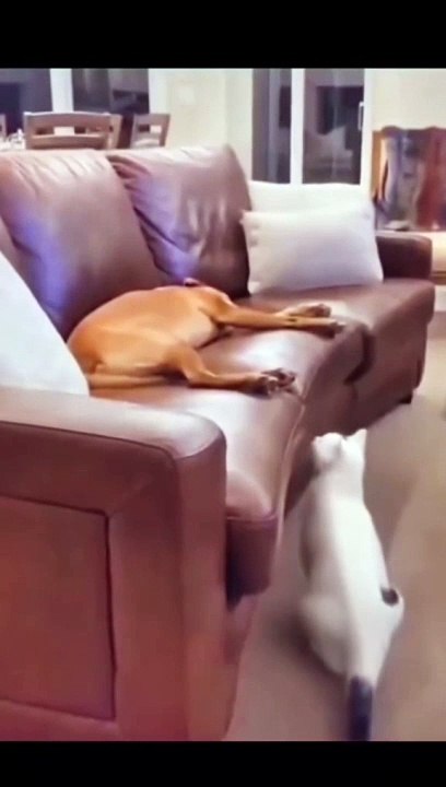 Dog and Cat