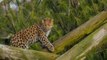 Yorkshire Wildlife Park: Rare and critically endangered Amur leopard makes first public appearance at Yorkshire wildlife attraction