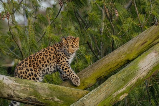 Yorkshire Wildlife Park: Rare and critically endangered Amur leopard makes first public appearance at Yorkshire wildlife attraction