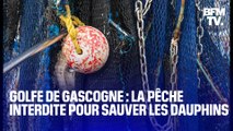 Golfe de Gascogne: pour protéger les dauphins, les pêcheurs doivent rester à quai pendant un mois