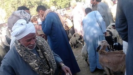 تقرير بالاسعار من سوق الاغنام والماشية بقرية الشعب اسنا الاقصر