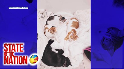 Mga rescued puspin, kasama ng mga fur parent na nag-migrate sa South Korea | SONA