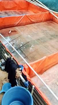 Usaha budidaya ikan lele kita harus fleksibel, adakalanya kita tahan, adakalanya kita lepas