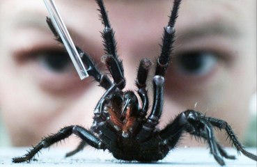 Deadly spider venom could save heart attack victims
