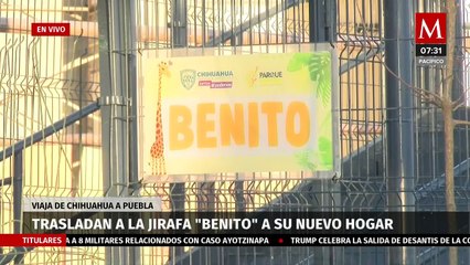 Jirafa 'Benito' inicia su viaje hacia a Africam Safari en Puebla
