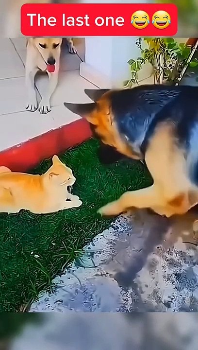 V funny fighting between cats and dogs