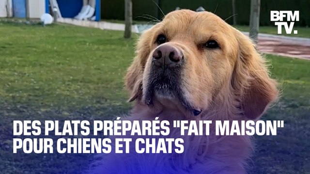 TANGUY DE BFM - Vers la fin des croquettes pour chiens et chats? Plusieurs nouveaux acteurs proposent désormais du fait maison