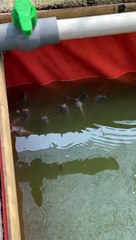 Jika ikan lele kalian menggantung, segera lakukan pergantian air kolam