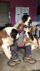 Saint Bernards Create Giant Pile of Love