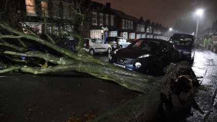 Stormy conditions: Trees fallen, planes struggle to land and advice for motorists