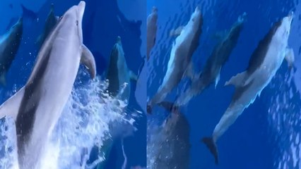 Amazing Moment Dolphins Swim Extremely Close to Boat