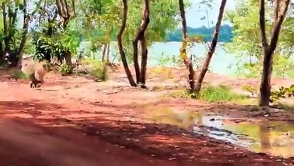 fake gorilla attacking prank video