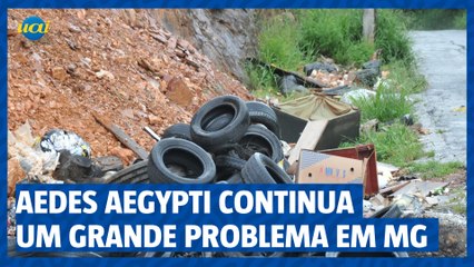 Aedes aegypti continua um grande problema em MG