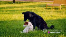 invideo-ai-480 Unlikely Pals_ The Cat and Mouse Friends 2024-01-18