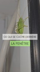 Ce qui se cache derrière nos fenêtres