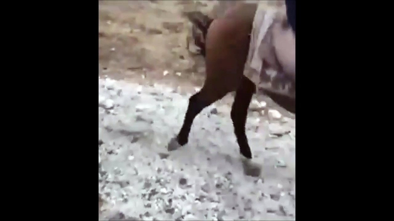 Ce chat déteste les queues de cheval !