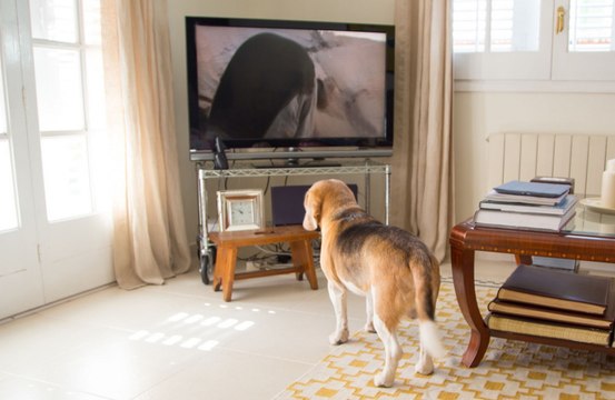 Dogs love watching other canines on TV